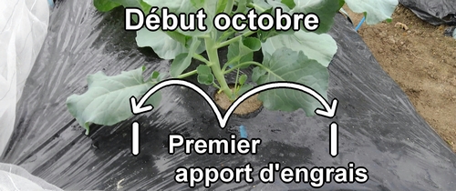Premier apport d'engrais pour le brocolini (début octobre)