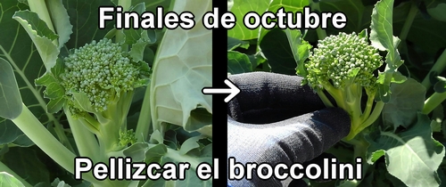 Pellizcar el broccolini (a finales de octubre)
