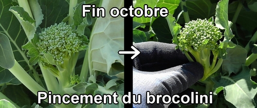 Pincement du brocolini (fin octobre)