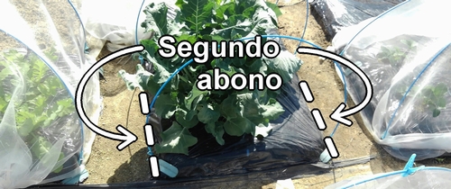 Segundo abono extra para el broccolini (brócoli bimi)