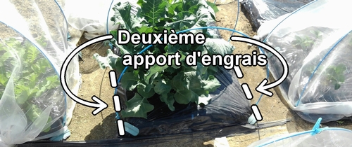 Deuxième apport d'engrais pour le brocolini (chou bimi)