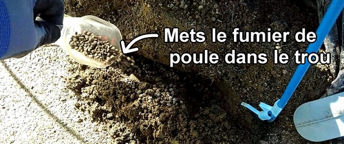 Ajoute de l’engrais au brocolini (brocoli bimi) avec du fumier de poule