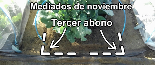 Tercer abono extra para el broccolini (brócoli rapini)