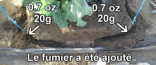 Ajoute 20g (0.7 oz) de fumier de poule à chaque endroit pour le surfaçage