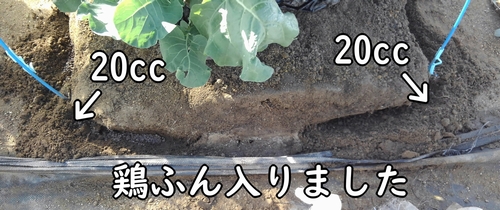 1ヶ所あたり鶏糞20ccを追肥