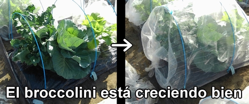 El broccolini (brócoli bimi) está creciendo bien