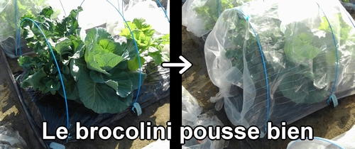 Le brocolini (chou bimi) pousse bien