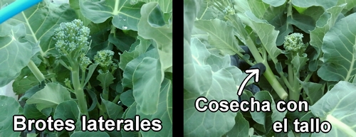 Cómo cosechar brocolini