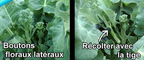 Comment récolter le brocolini (brocoli bimi)