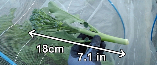 El broccolini (brócoli bimi) cosechado de 18cm (7.1 inches)