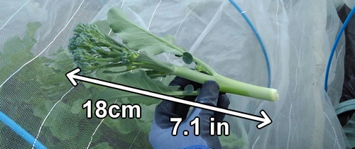 Le brocolini (brocoli bimi) récolté de 18cm (7.1 inches)