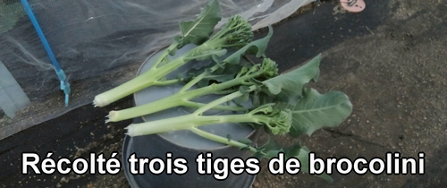 J’ai récolté trois tiges de brocolini (chou bimi)