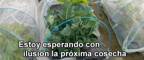 Estoy esperando con ilusión la próxima cosecha