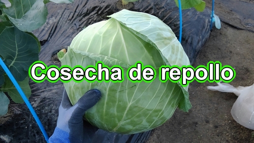 Cosecha de repollo (Cosecha el repollo completamente crecido)