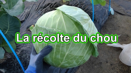 La récolte du chou (Récolter les choux bien mûrs)