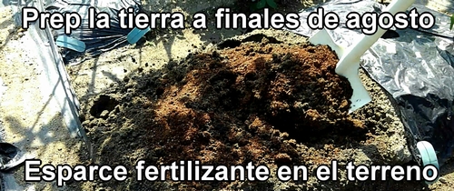 Preparamos la tierra para el repollo (col repollo) a finales de agosto