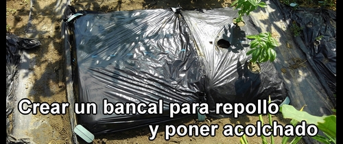 Crear un bancal para repollo (col repollo) y poner acolchado