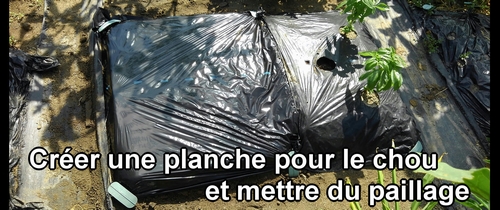 Créer une planche pour le chou (chou cabus) et mettre du paillage