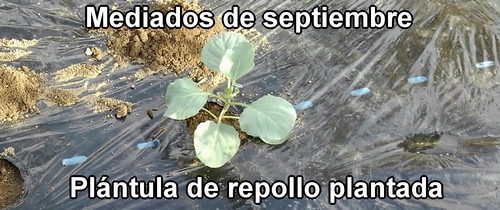 Plante las plántulas de repollo (col repollo) a mediados de septiembre