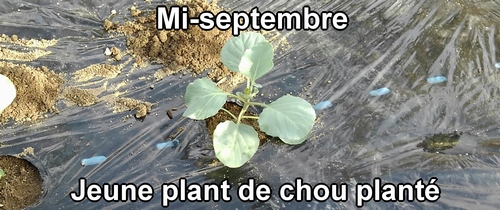 J’ai planté les jeunes plants de chou (chou cabus) à la mi-septembre