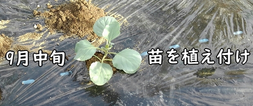 9月中旬にキャベツ（新藍キャベツ）の苗を植え付け