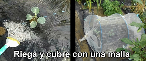 El repollo (col repollo) se pone bajo túnel de cultivo en el momento de la siembra
