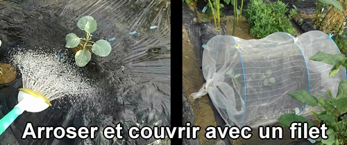 Le chou (chou cabus) est mis sous tunnel au moment de la plantation