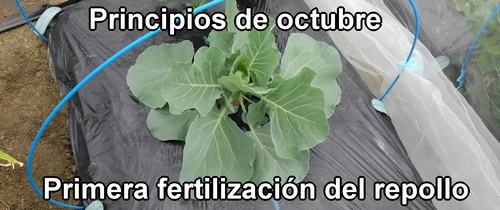 La primera fertilización del repollo (a principios de octubre)