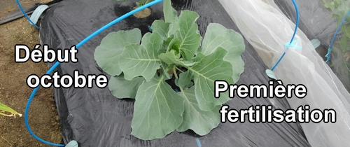 La première fertilisation du chou (début octobre)