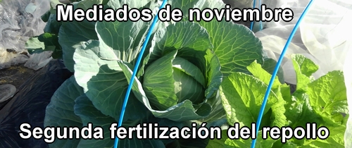 La segunda fertilización del repollo (a mediados de noviembre)