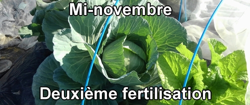 La deuxième fertilisation du chou (mi-novembre)
