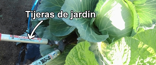 Cosecha el repollo (col repollo) cortándolo en la base