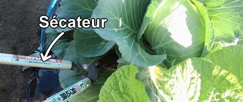 Récoltez le chou (chou cabus) en le coupant à la base