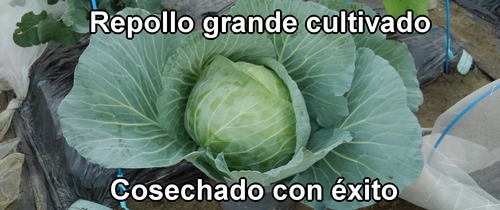 Repollo (col repollo) cosechado
