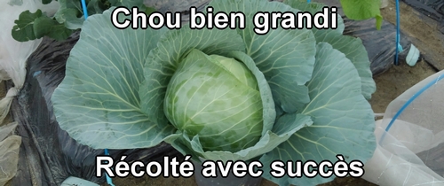 Chou (chou cabus) récolté