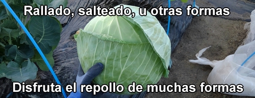 El repollo (col repollo) es una verdura versátil