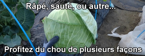 Le chou (chou cabus) est un légume polyvalent