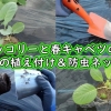 春ブロッコリーと春キャベツの植え付け