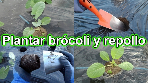 Plantar brócoli y repollo (col repollo)