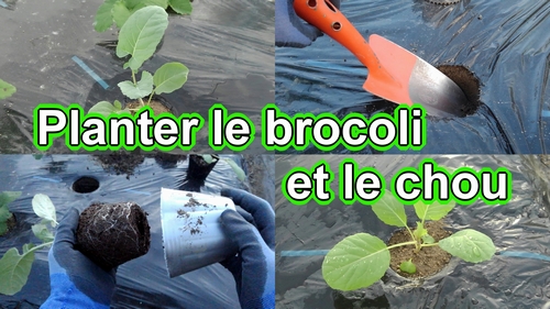 Planter le brocoli et le chou vert frisé (chou cabus)