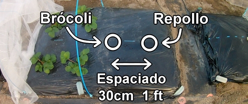 Las posiciones de plantación para el brócoli y el repollo (col repollo)