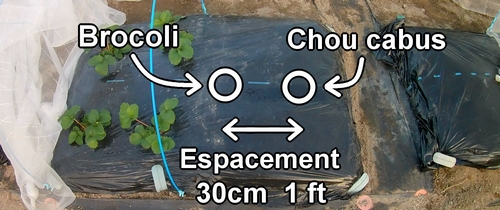 Les emplacements de plantation pour le brocoli et le chou vert frisé