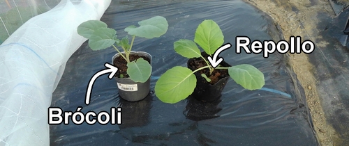 Los plantones de brócoli y repollo (col repollo)