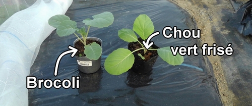 Les jeunes plants de brocoli et de chou vert frisé