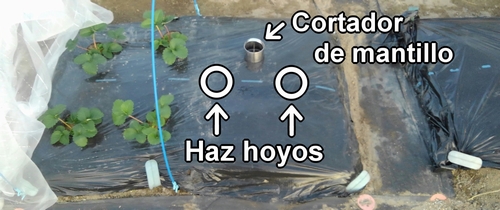 Haz hoyos en el área de plantación para brócoli y repollo (col repollo)