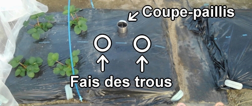 Fais des trous dans la zone de plantation pour le brocoli et le chou vert frisé