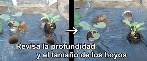 Coloca los plantones de brócoli y repollo (col repollo) en maceta dentro del hoyo
