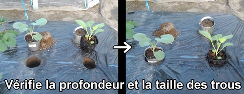 Mets les jeunes plants de brocoli et de chou vert frisé dans le trou