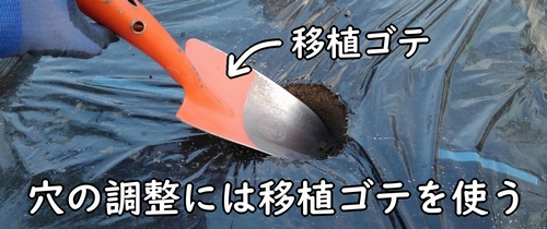 穴の調整には移植ゴテを使う