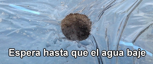 Los plantones de brócoli y repollo deben plantarse después de que el agua se haya drenado